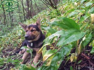 Bieszczadzki przewodnik prowadzi na czosnek niedźwiedzi