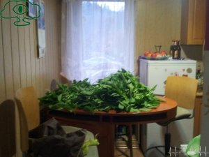 Bieszczadzki przewodnik pałaszuje czosnek niedźwiedzi