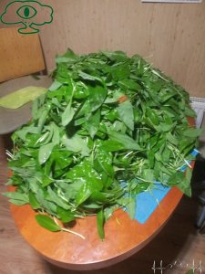 Bieszczadzki przewodnik prowadzi na czosnek niedźwiedzi