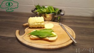 Bieszczadzki przewodnik pałaszuje czosnek niedźwiedzi