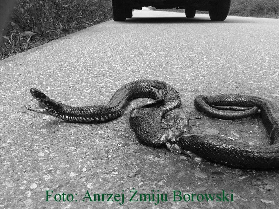 Śmierć w wakacje w Bieszczadach [foto: Andrzej Żmiju Borowski]