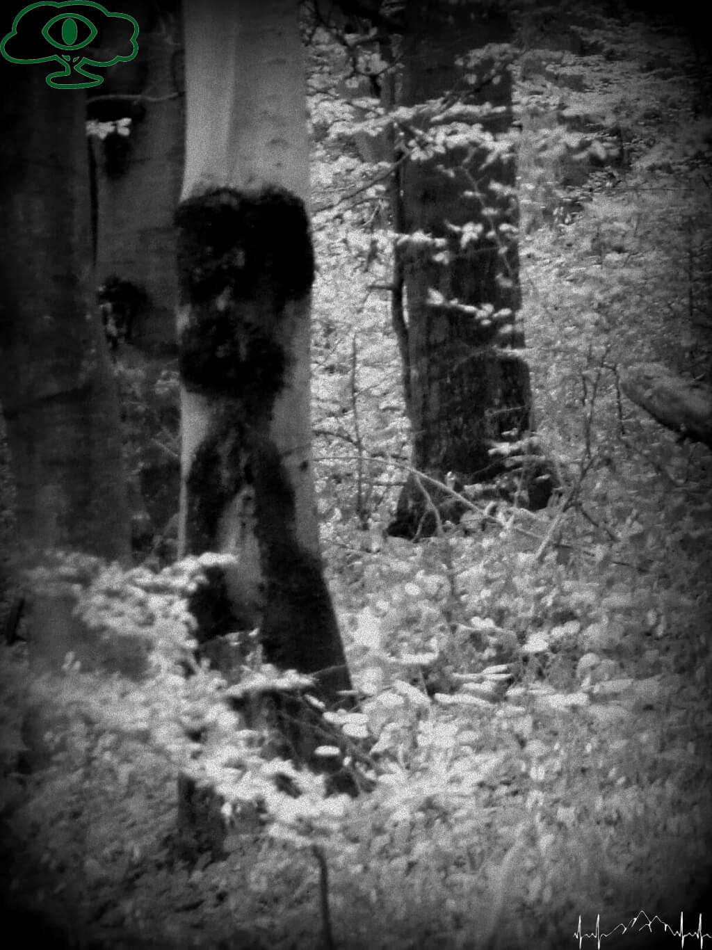 Przewodnik po mrocznych Bieszczadach