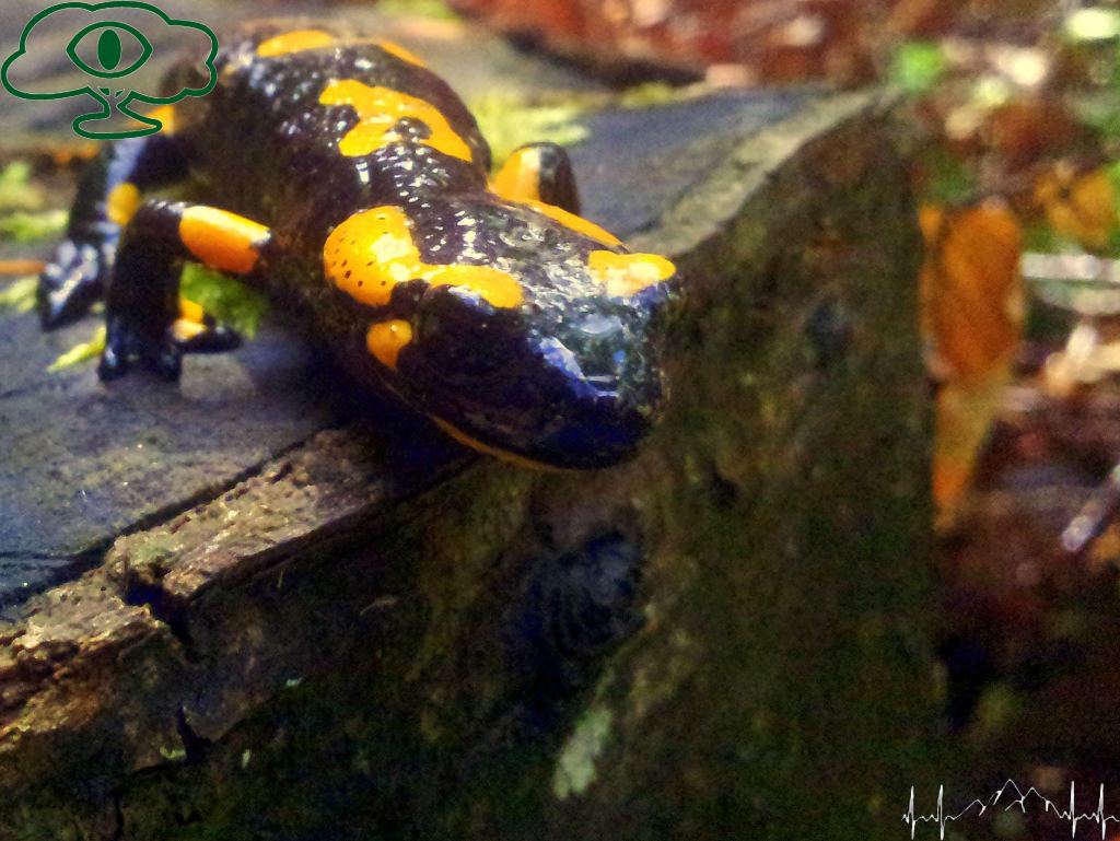 Atrakcje Bieszczad: Wodospad Czartów Młyn