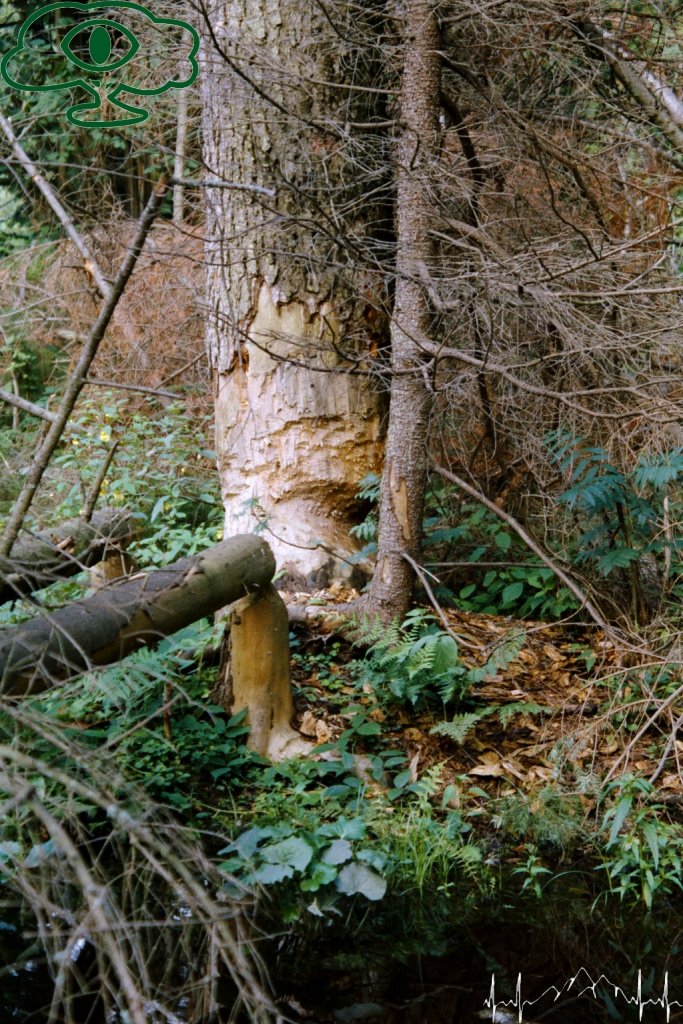 Samochodowy szlak Bieszczady wg Barnaby. Pk 6 Jeziorko Bobrowe na Huczwicach