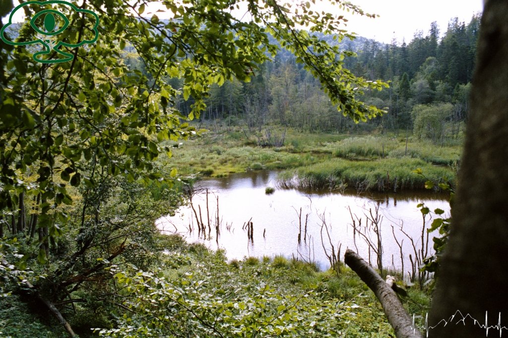 Samochodowy szlak Bieszczady wg Barnaby. Pk 6 Jeziorko Bobrowe na Huczwicach